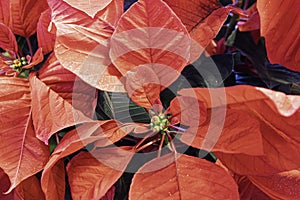 Red poinsettia flower arrangement for Christmas decorations. the Christmas Flower