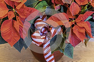 Red poinsettia flower arrangement for Christmas decorations. the Christmas Flower