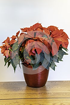 Red poinsettia flower arrangement for Christmas decorations. the Christmas Flower