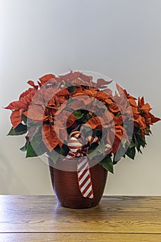 Red poinsettia flower arrangement for Christmas decorations. the Christmas Flower