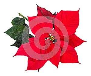 Red Poinsettia flower bracts isolated on white