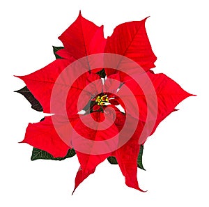 Red Poinsettia flower bracts isolated on white