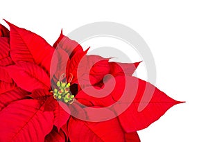 Red Poinsettia flower bracts isolated on white
