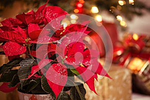 Red Poinsettia flower, Christmas Star