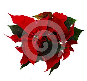 Red poinsettia flower - christmas star
