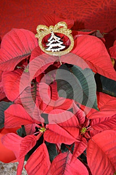 Red poinsettia flower with decorative golden snow tree