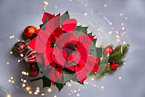 Red poinsettia flower and festive Christmas arrangement with sparkling garland on gray background.