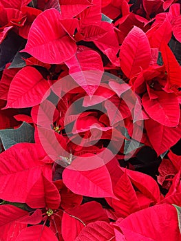 Red poinsettia flower full frame.Background of red and white poinsettias in natural state. Christmas decorations and plants