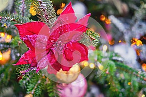 Red poinsettia flower hanging as decorations on green Christmas tree, close-up