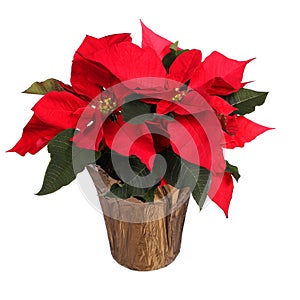 Red poinsettia flower isolated. Christmas Flowers
