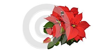 Red Poinsettia flower isolated on white background with copy space, top view