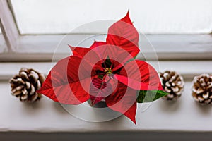 red poinsettia flower and pine cones on the window sill. Christmas star plant