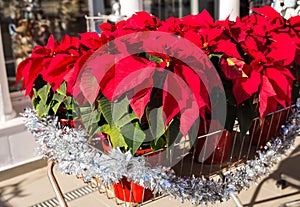 Red poinsettia flower in pot, traditional Christmas decoration.