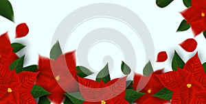 Red poinsettia flower symbol of winter holiday. Christmas flower with green leaf on white background with copy space for
