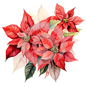 Red poinsettia flower watercolor illustration isolated