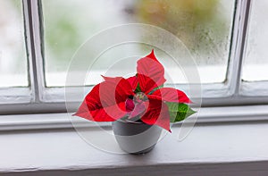 Red poinsettia flower on the window sill. Christmas star plant