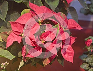 Red Poinsettia Flowers