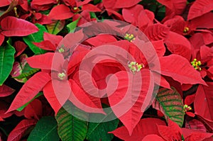 Red poinsettia flowers closeup