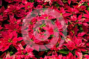 Red Poinsettia Flowers Colorful Floral Backdrops.