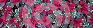 Red poinsettia flowers in full bloom with variegated green and yellow leaves, Christmas flowers, as a holiday background