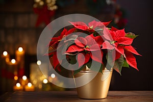 Red poinsettia flowers growing in pot on wooden table against Christmas decorations background