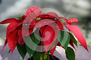 Red Poinsettia flowers with water drops on petals close up