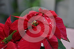 Red Poinsettia flowers with water drops on petals close up