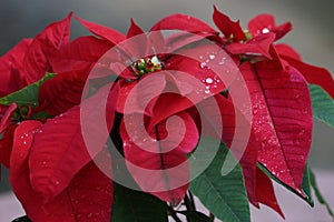 Red Poinsettia flowers with water drops on petals close up