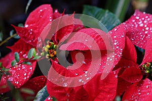 Red Poinsettia flowers with water drops on petals close up