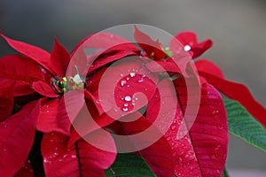 Red Poinsettia flowers with water drops on petals close up