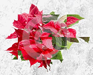 Red Poinsettia Fractal Art