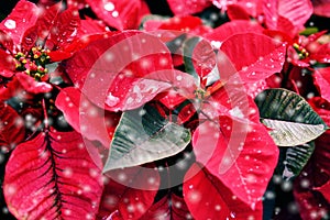 Red poinsettia in the garden with black background - Poinsettia Christmas traditional flower with snow decorations Merry Christmas