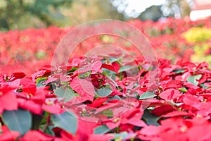 Red poinsettia in the garden celebration background - Poinsettia Christmas traditional flower decorations Merry Christmas