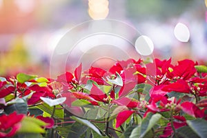 Red poinsettia in the garden with light bokeh celebration background - Poinsettia Christmas traditional flower decorations Merry