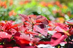 Red poinsettia in the garden with light bokeh celebration background - Poinsettia Christmas traditional flower decorations Merry