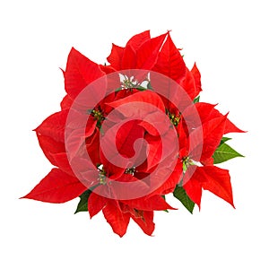 Red poinsettia green leaves Christmas flower isolated white back