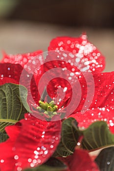 Red poinsettia holiday flower