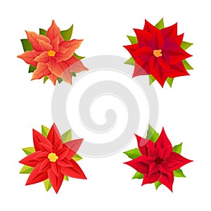 Red poinsettia icons set cartoon vector. Poinsettia plant with star flower