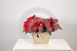 Poinsettia in a basket on a white background. Christmas decoration. photo