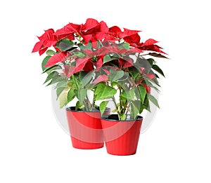 Red Poinsettia in pots on white background. Christmas traditional flower