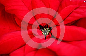 Red Poinsettia for the season... photo