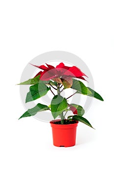 Red poinsettia white background green leaves vase pot bush plant