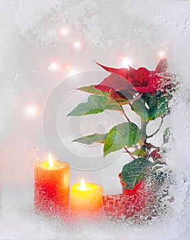 Red poinsettia white candle yellow two snow window green leaves bush plant lights