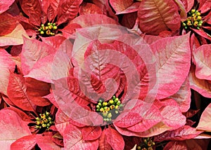 Red poinsettias photo