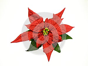 Red poinsettias Christmas flower photo