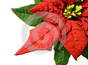 Red poinsettias Christmas flower photo