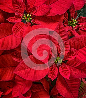 Red Poinsettias flower, Christmas Star photo