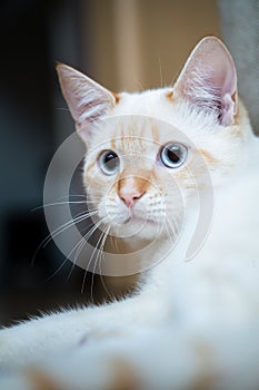 Red Point domestic cat (Thai Siamese) close-up portrait