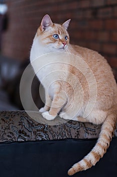 Red Point domestic cat (Thai Siamese) playing in the garden at winter time