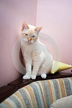 Red Point domestic cat Thai Siamese portrait